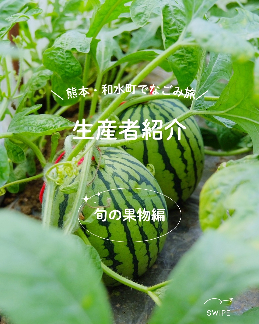 生産者紹介【スイカ歴50年！中原さん】 | 道の駅きくすい「菊水ロマン